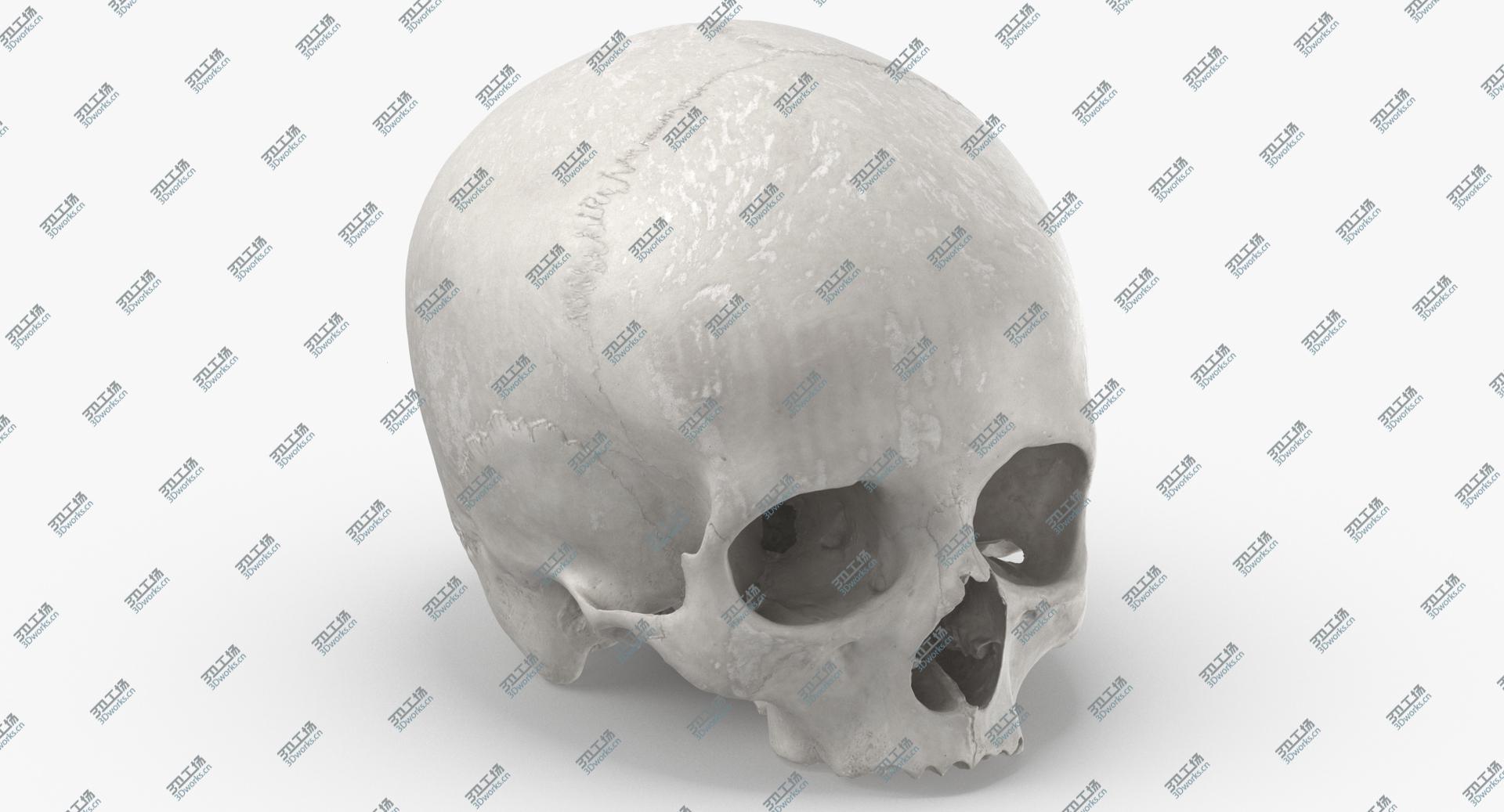 images/goods_img/2021040231/Real Human Skull Cranial 01 White 3D/2.jpg